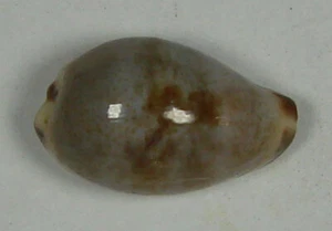 CYPRAEA GRACILIS JAPONICA 18.45mm BEAUTIFUL SPECIMEN Kamakura, Kanagawa, Japan - Picture 1 of 4
