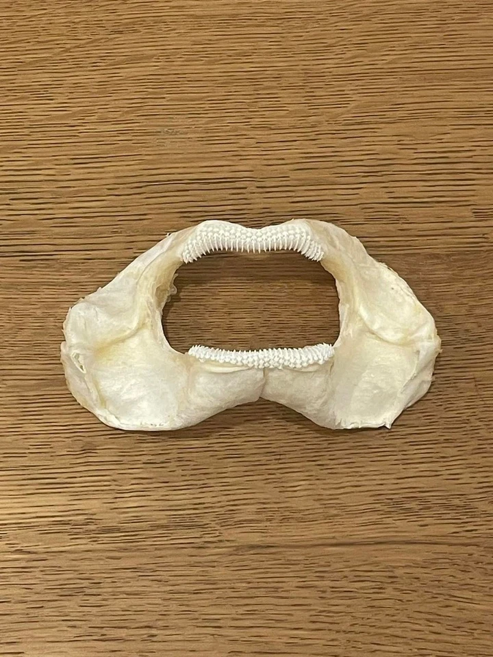 ZEBRA SHARK JAW taxidermy - image 1 of 1