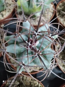 ECHINOCACTUS INGENS (PLATYACANTHUS) POT10 RIF E14 CACTUS SUCCULENTE AGAVI - Foto 1 di 5