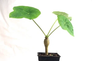 Jatropha podagrica , caudiciform , caudex plant , Buddha belly plant 117 - Picture 1 of 9
