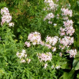 Saponaria Officinalis - 100 Seeds - Bouncing Bet or Soapwort - Picture 1 of 1