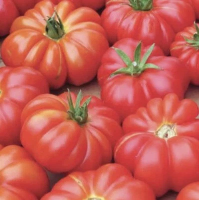 Tomato (Mortgage Lifter) 275+ Seeds (Solanum) Instructions Included x - Image 1 of 4