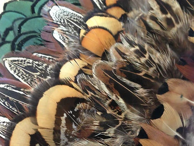 Mezcla de 25 plumas de plumaje de faisán 5 de cada color hágalo usted mismo arte artesanía joyería Foto 1 de 4