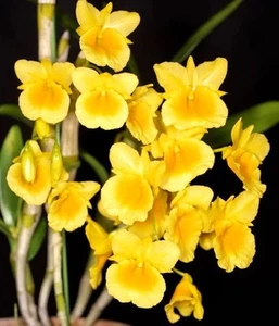 Dendrobium capillipes, Flowering size, Fragrant, Orchid Plant, RARE - Bild 1 von 7