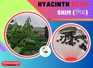 Hyacinth Bean Shim ORGANIC (শিম) 8 Seeds - Picture 1 of 13