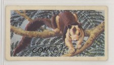 1962 Brooke Bond Asian Wild Life Tea Indian Giant Squirrel #19 0e3