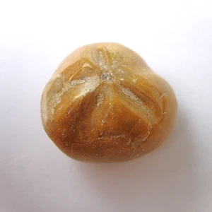 Micraster Herz Seeigel 32 mm großer Kreide Herzseeigel aus Madagaskar - Foto 1 di 4