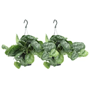 Efeutute - Scindapsus Pictus Trebie Epipremnum - Ø15cm - ↕25cm - 2 Stück - Bild 1 von 7