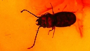 Stag beetle Insect in amber insect specimen time capsule amber - Picture 1 of 10
