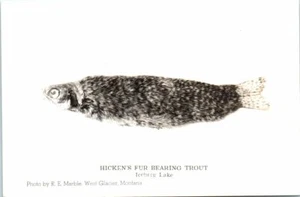 RPPC MT Postcard Hicken's Fur Bearing Trout Iceberg Lake West Glacier Fish - Picture 1 of 2