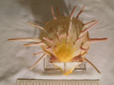 Spondylus ~Yellow & Orange with Pink Spines 6 inch Thorny Oyster Seashell - Image 1 of 4