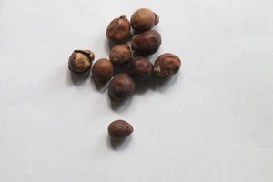 10 Samen Flaschenpalme,Fasspalme,Hyophorbe lagenicaulis #1175 - Bild 1 von 2