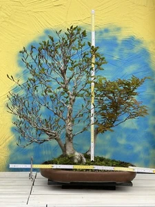Joe Bonsai rareza muesca fagus crenata Japón cuenco oro orgánico Tokoname - Imagen 1 de 17