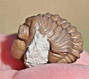 Trilobite Fossil, Paciphacops sp, from Oklahoma, U.S.A #2