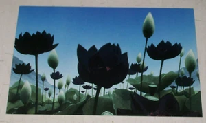 Lotus Vale Promo Postkarte Weatherlight 1997 MTG Wizards of the Coast Duelist - Bild 1 von 2