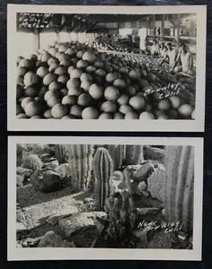 Brawley, California RPPC photo Postcards Imperial Valley Melon Workers & Cacti - Picture 1 of 4