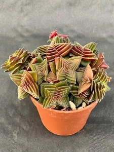 Crassula Capitella - Bild 1 von 1