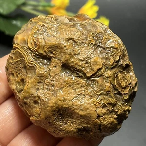 148g natural Bonsai Suiseki-Natural Gobi Agate Eyes Stone-Rare Stunning-PD21 - Picture 1 of 24