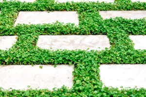 100 x KIDNEY CREEPER SEEDS-NATIVE HARDY LAWN GRASS /TURF ALTERNATIVE GROUNDCOVER - Picture 1 of 6