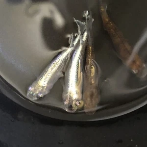 10+5 Free Reddokurihuda-kutaipu Fertilized Japanese Medaka Fish Eggs-USA Bred - Picture 1 of 7
