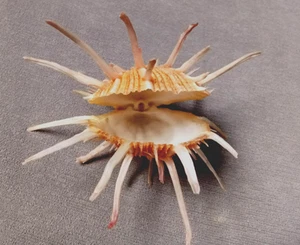 Spondylus Regius 127mm F+++ SPECIAL , nice color WOW! - Picture 1 of 7
