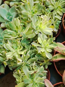 Aeonium SUNCUP VARIEGATA 5 cms aprox preciosas Planta joven Suculenta - Imagen 1 de 3