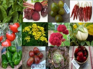 Vegetable Garden Sortiment - 12 Varieties - 385+ seeds - DISCOUNT! V 163 - Bild 1 von 12