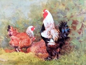 BRAHMA COCKEREL AND HENS * VINTAGE PRINT OF A PAINTING BY BENINGFIELD - Picture 1 of 2