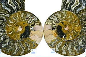 Large Black Ammonite Split PAIR Deep Crystals XXLARGE 6.5" 164mm e3186yy - Picture 1 of 8