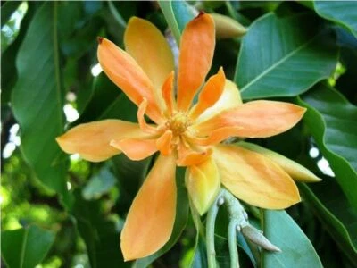 Michelia Champaca Magnolia Tree Shrub 500 Seeds, Fragrant Perfume JOY - Image 1 of 4