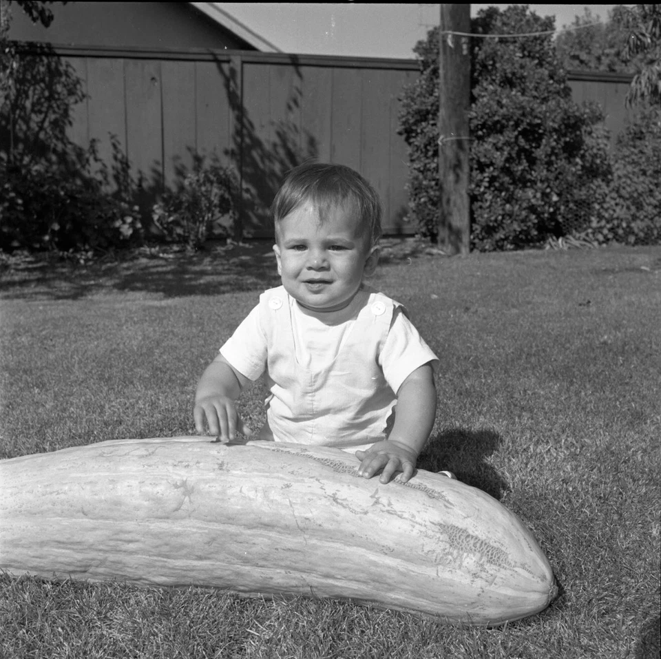 Vintage  Negative B&W Med Format Child Baby with Giant Squash #235 - Image 1 of 1