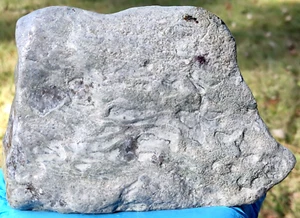 2LB Amazing Seaworm Oesia Disjuncta fossil Geode Eye Agate Specimen Crystal  - Picture 1 of 12