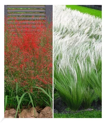 Ziergras-Kollektion 6 Pflanzen Rotes Liebesgras und Federgras (Stipa) - Bild 1 von 4