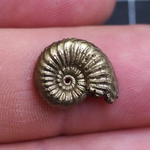 17mm Pleuroceras AMMONITE Germany Fossil fossilien lot Mollusk 1717 - Picture 1 of 11