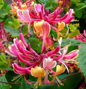 200 Pink Honeysuckle Seeds Fragrant L. hispidula Vine seeds Climbing Lonicera - Picture 1 of 11