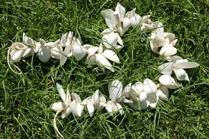 WHITE SEASHELL GARLAND,beach decor,nautical decor,beach wedding,gift G-82 - Picture 1 of 11
