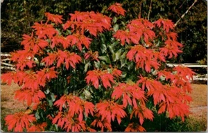 Beautiful Poinsettia in Full Bloom Florida Vintage Postcard Spc10 - Bild 1 von 2