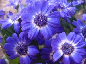 40.000+ Samen Brachyscome iberidifolia - Blaues Gänseblümchen - Großpackung - Bild 1 von 1