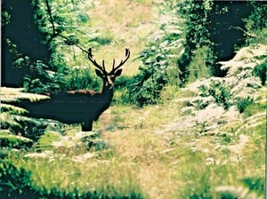 PHOTO DE CHASSE LE PANNEAUTAGE DU GIBIERS A CHAMBORD VERS 1985 - Imagen 1 de 3