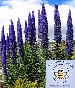 Echium fastuosum candicans (Pride of Madeira) 20 Seeds •Garden Summer Flowers UK - Picture 1 of 4