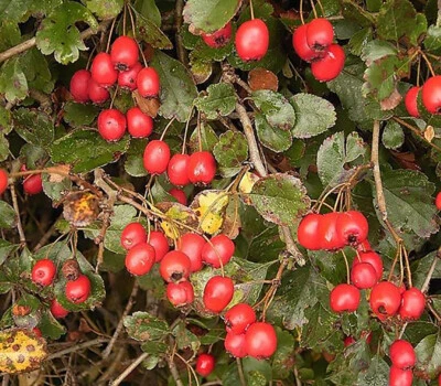 Английский боярышник, Crataegus laevigata, семена деревьев - Изображение 1 из 4