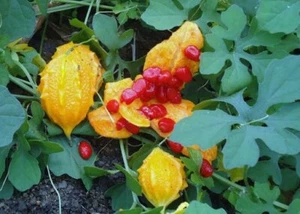 Bitter Melon Cundeamor Seeds Momordica Charantia 15 seeds medicinal organic - Picture 1 of 2