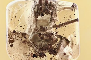 DRAGONFLY Odonata Fossil Inclusion Genuine BALTIC AMBER + HQ Pic 241210 - Picture 1 of 7