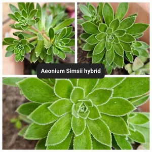 Aeonium Simsii hybrid Cutting - Picture 1 of 10