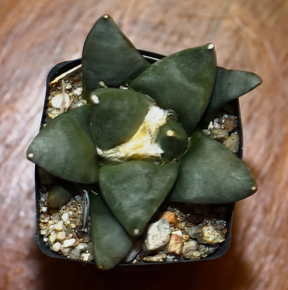 Ariocarpus retusus retusus #9 - Image 1 of 1