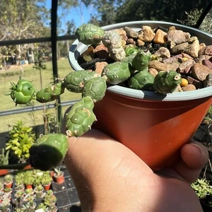 Euphorbia GLOBOSA - Drought Hardy Succulent - Picture 1 of 8