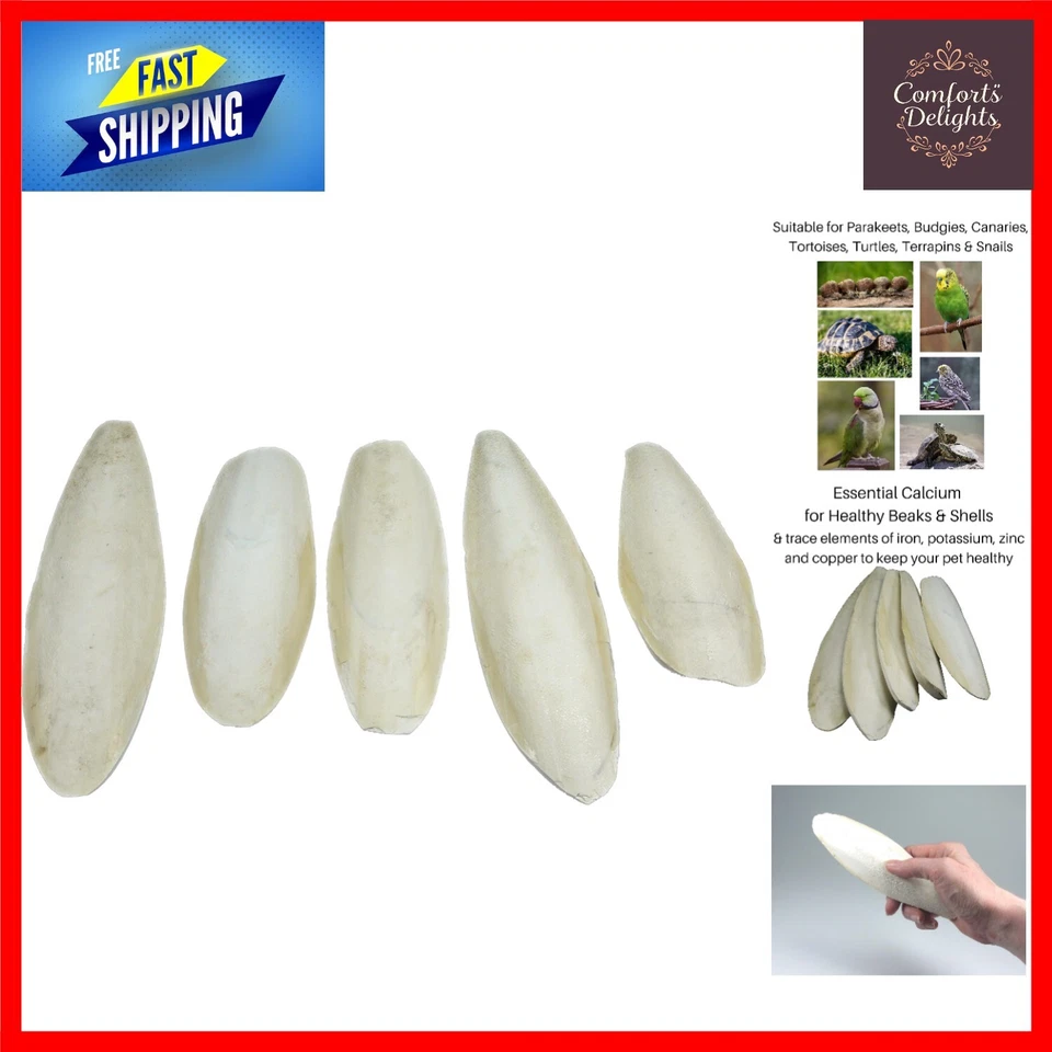 5 Count  Natural Cuttlefish 5.5-8â€³ - Ideal for Avian & Aquatic Friends - Image 1 of 4