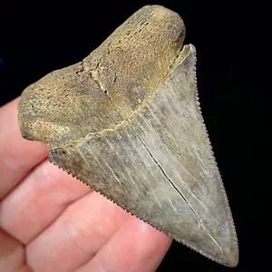 Great White Shark Tooth 2.70" Megalodon Teeth Era Real Fossil unrestored - Picture 1 of 6