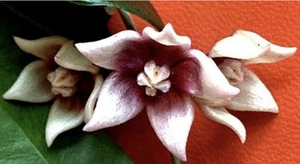 E1890 Super Rare Hoya Linavergarae No Roots ๐ - Picture 1 of 3