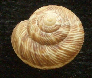 Caracol de tierra Leptaxis nivosa 12-13 mm gema - Imagen 1 de 2